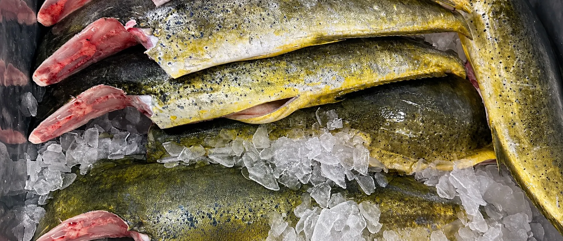 Fresh Brazilian Mahi Mahi (Dorado) packed on ice at the processing facility