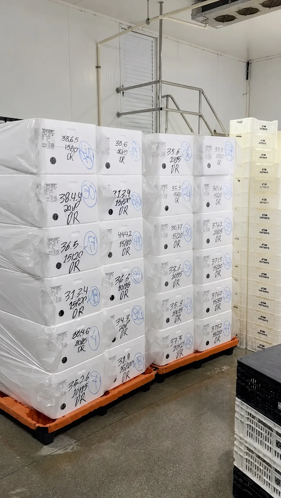 Labeled seafood boxes prepared for cold-chain packing
