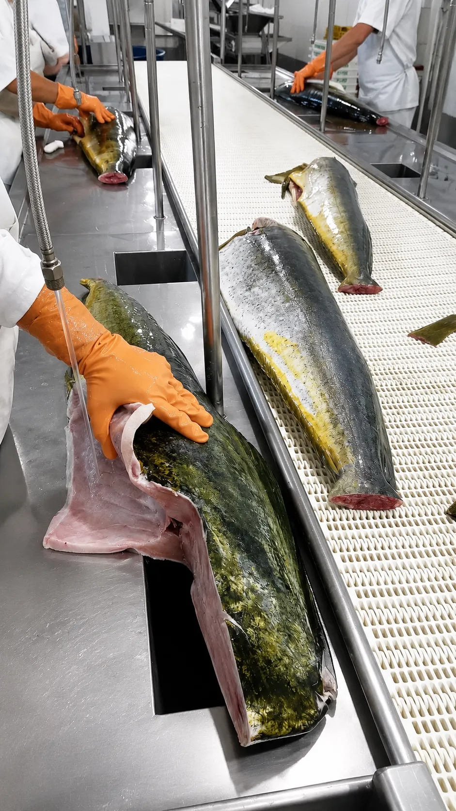 Mahi Mahi cleaning and HG processing