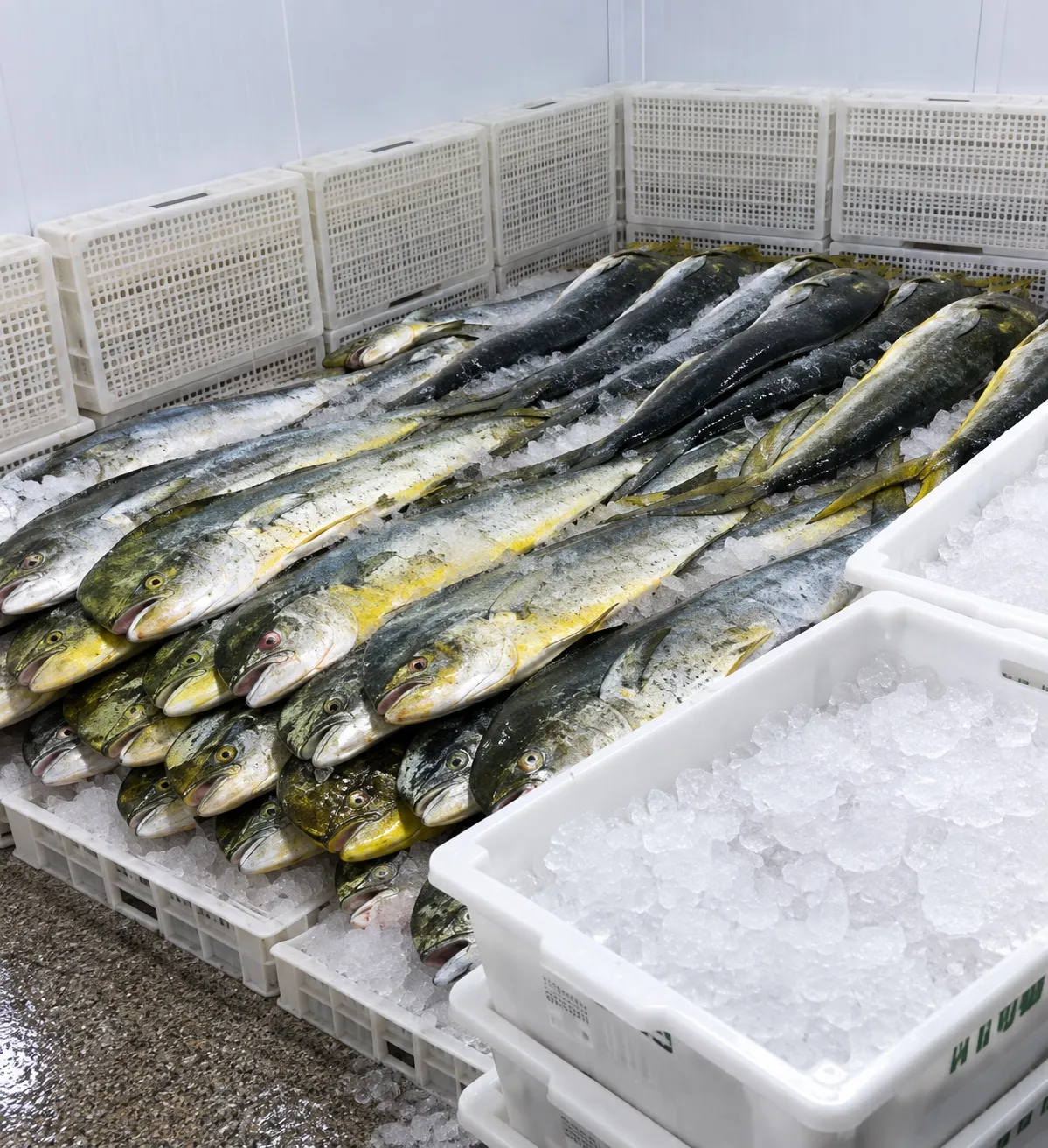 Fresh Mahi Mahi received and selected on ice