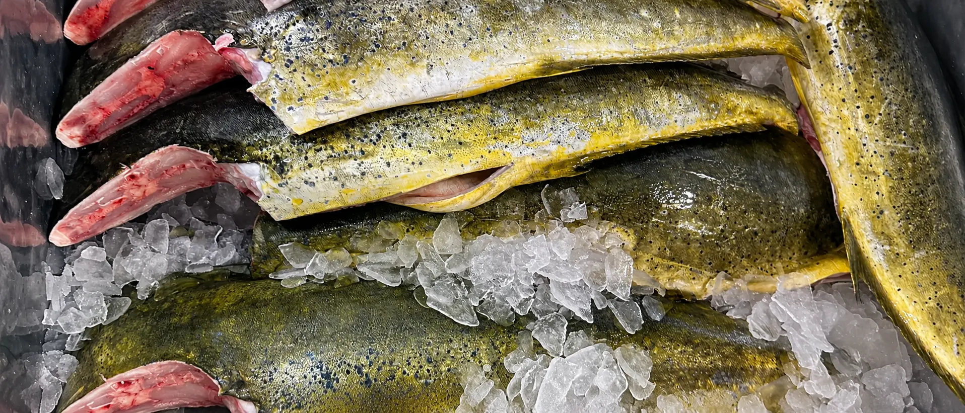 Fresh Brazilian Mahi Mahi, headed and gutted, packed on ice for export